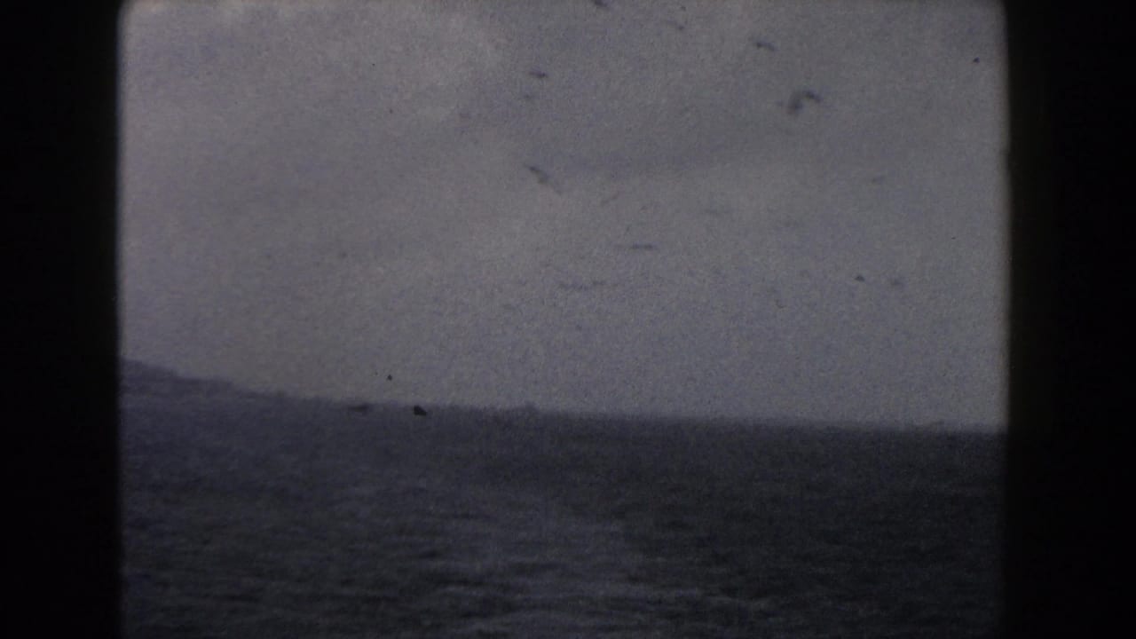 Birds fly above dark open water with a faint shoreline under an overcast sky.