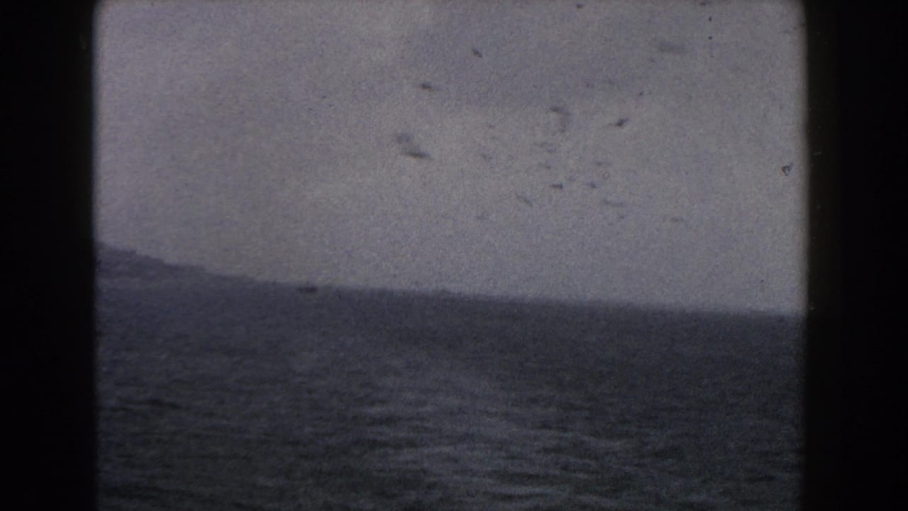 Several birds cross the sky above rough water and a low distant coastline.