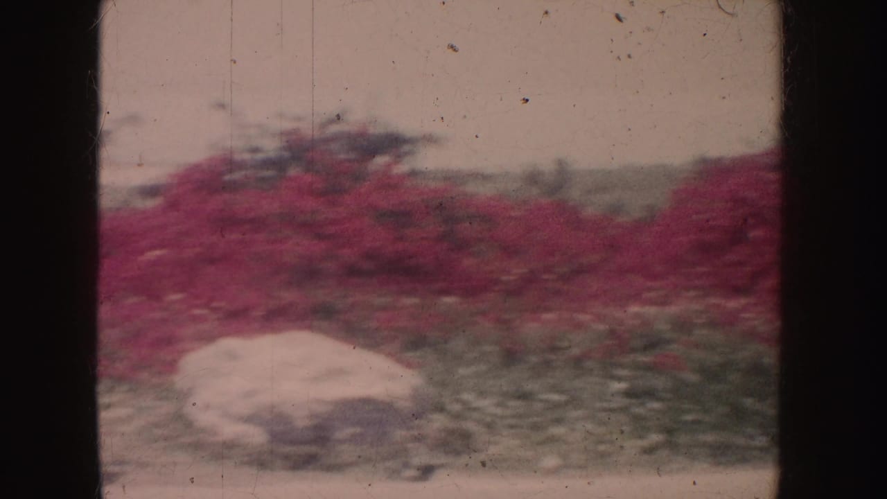 Red flowering bushes fill the midground with a pale rock and low greenery in front.