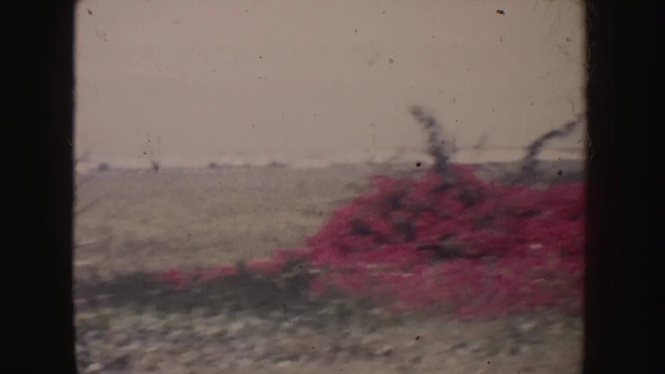 1962 California 8mm frame with a red flowering shrub in the foreground, low green terrain, faint hills, and a pale sky.