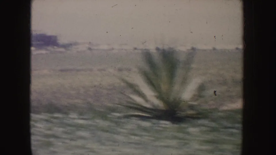 1962 California 8mm frame showing a spiky agave-like plant in open vegetation with distant hills and a pale sky.