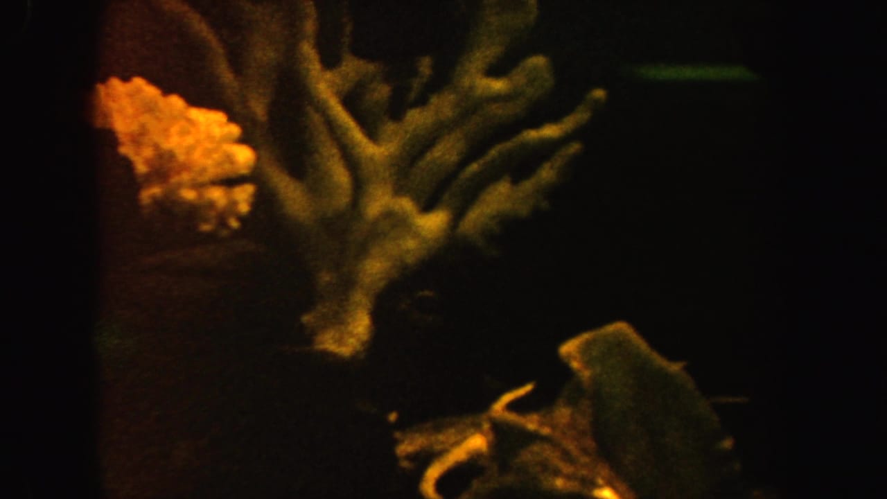 1962 California 8mm frame showing a dark aquarium with branching coral-like decor, shell shapes, and small fish in soft warm light.