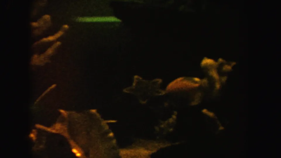 1962 California 8mm frame showing a shadowed aquarium with fish, shell forms, and orange and green plant-like decorations.