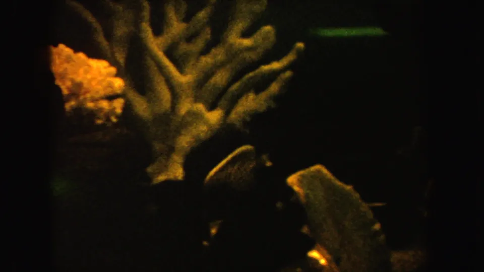 1962 California 8mm frame with branching coral-like aquarium decor, shell shapes, and a small fish near the lower edge.
