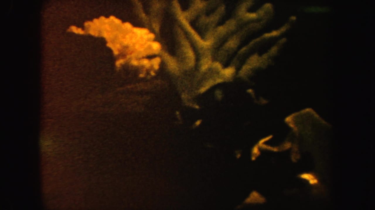 1962 California 8mm frame showing a dim aquarium with yellow coral-like decoration, fish, and pale shells in warm low light.