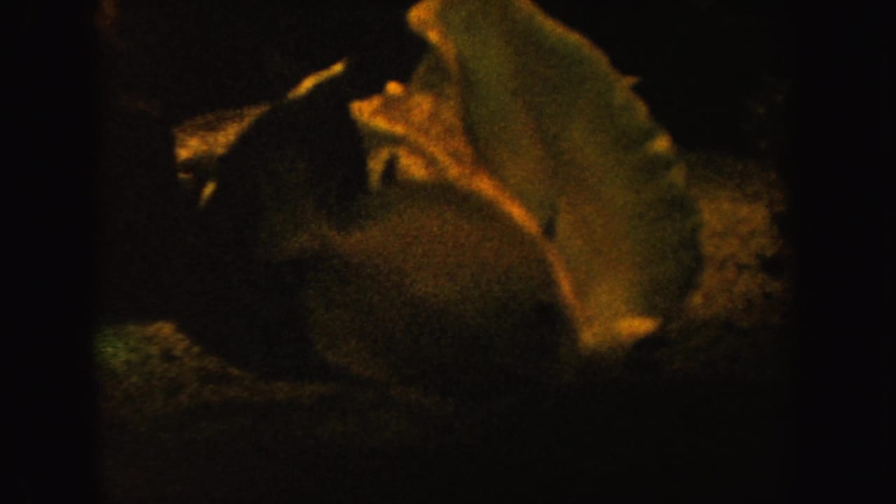 Dim fish tank view with a pale shell form and fish beside dark aquarium decor.