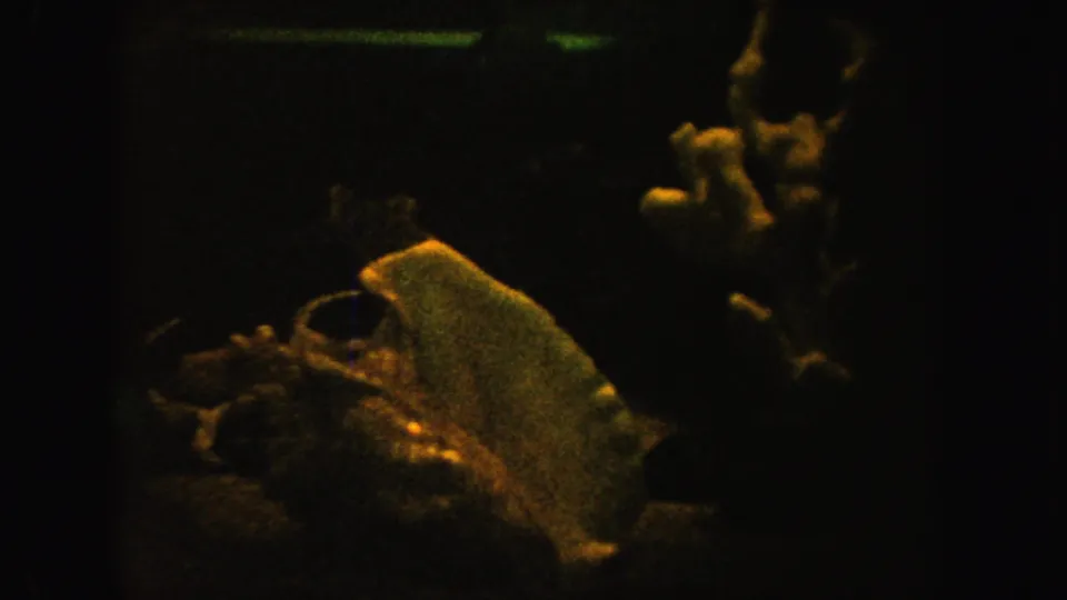 1962 California 8mm frame showing fish near pale shells and coral-like aquarium decoration in a warm, grainy low-light tank view.