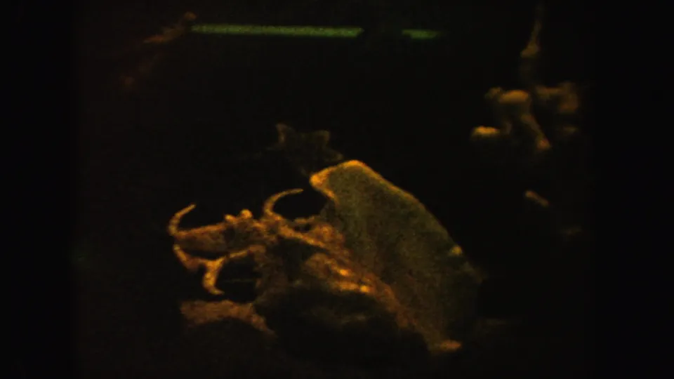 1962 California 8mm frame with small fish moving near pale shells and dim aquarium decor under a warm yellow-green cast.