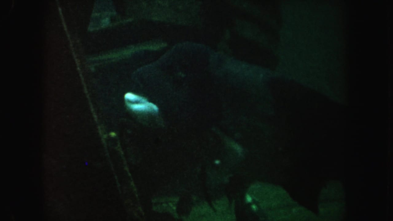 Large fish moves through a dark green aquarium near the right side of the frame.