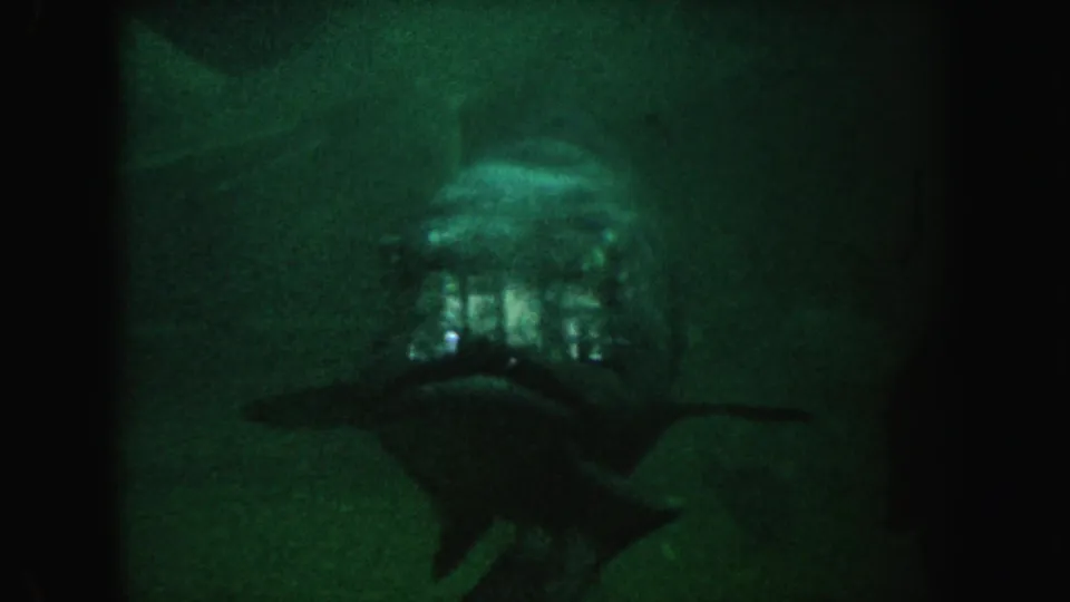 Large fish faces the camera in a dim aquarium, its face catching green reflections in the 1962 California home-movie frame.