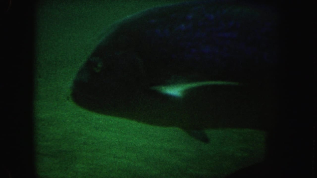Dark fish in side profile swims through green water near the right side of the frame.