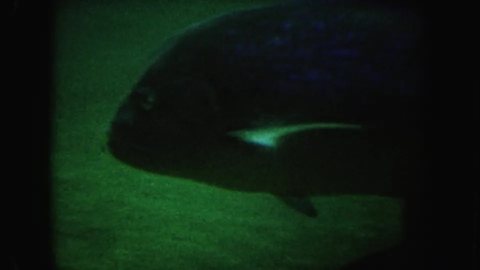 1962 California 8mm frame with a dark side-profile fish moving through green water, partially lit against a dim background.