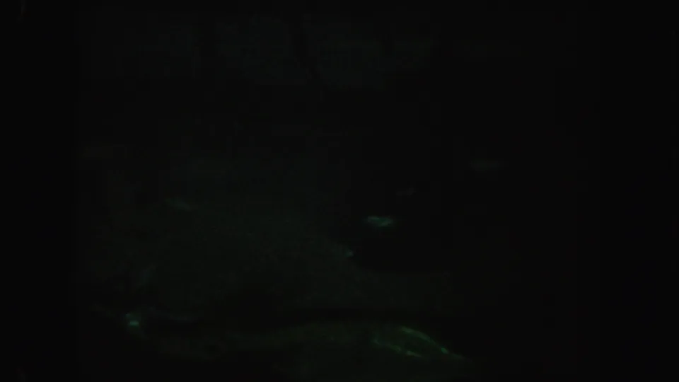 Dim 1962 California 8mm frame showing faint aquatic shapes low in the frame, with murky water and heavy shadow.