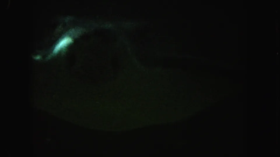 1962 California 8mm frame showing a ray-like animal gliding low through dark green water, with a pale highlight and grainy exposure.