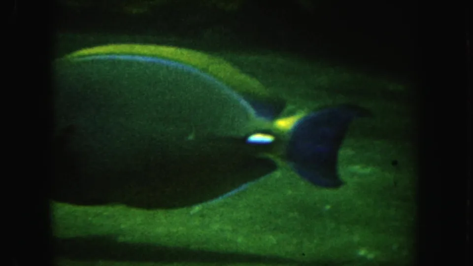 Large green fish seen underwater in the 1962 California home-movie clip, with soft focus and color-shifted 8mm texture.