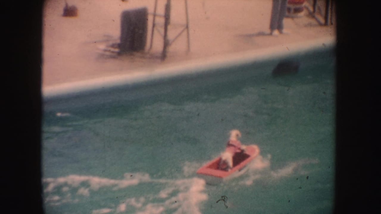 Small red boat carrying a white dog moves through pool water beside the deck.
