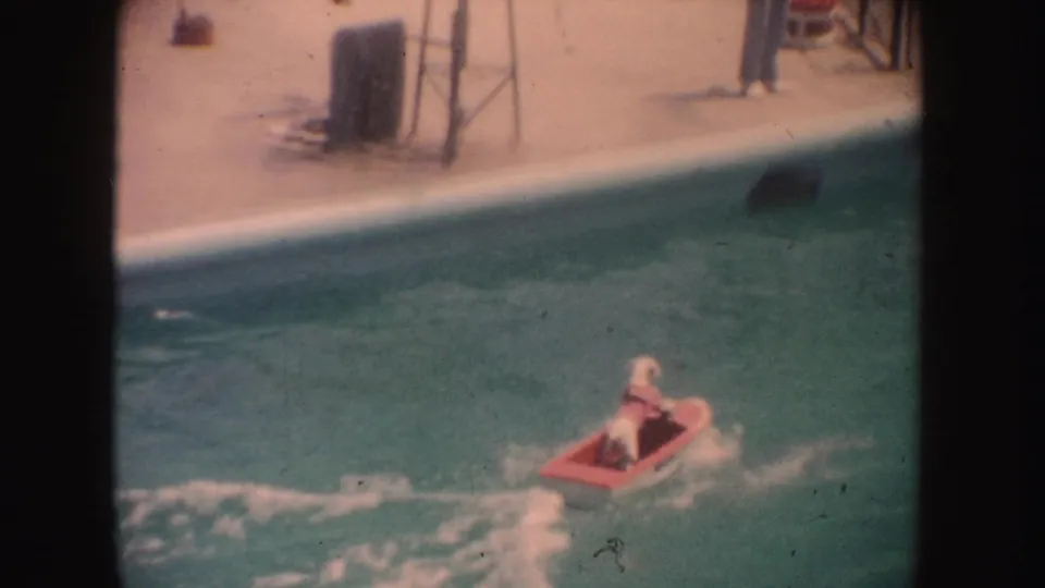 The white dog appears seated in a red novelty boat as it travels through a California swimming pool in the 1962 home movie.