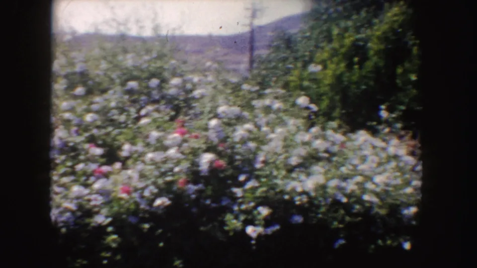 1962 California 8mm frame shifts to a dense blooming garden or roadside bed with white and pink flowers under bright light.