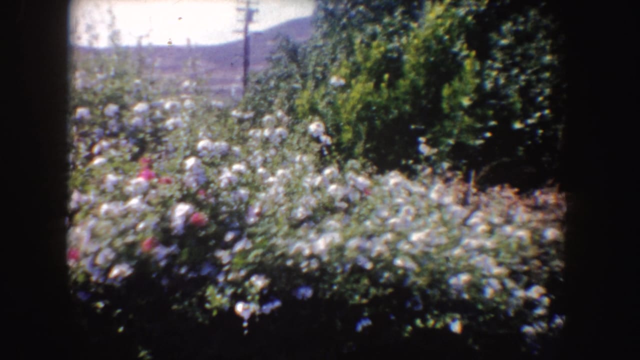 1962 California 8mm frame showing white and pink rose bushes, trees, utility poles, and hazy hills beyond a landscaped area.