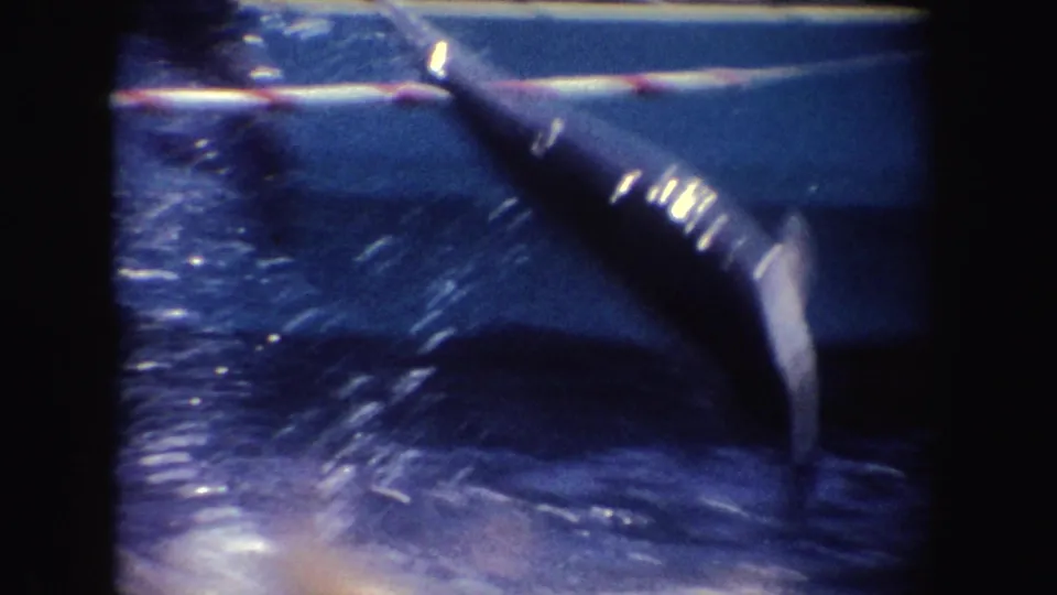 1962 California 8mm frame showing a dolphin arcing from dark water beside a red-and-white striped viewing barrier.