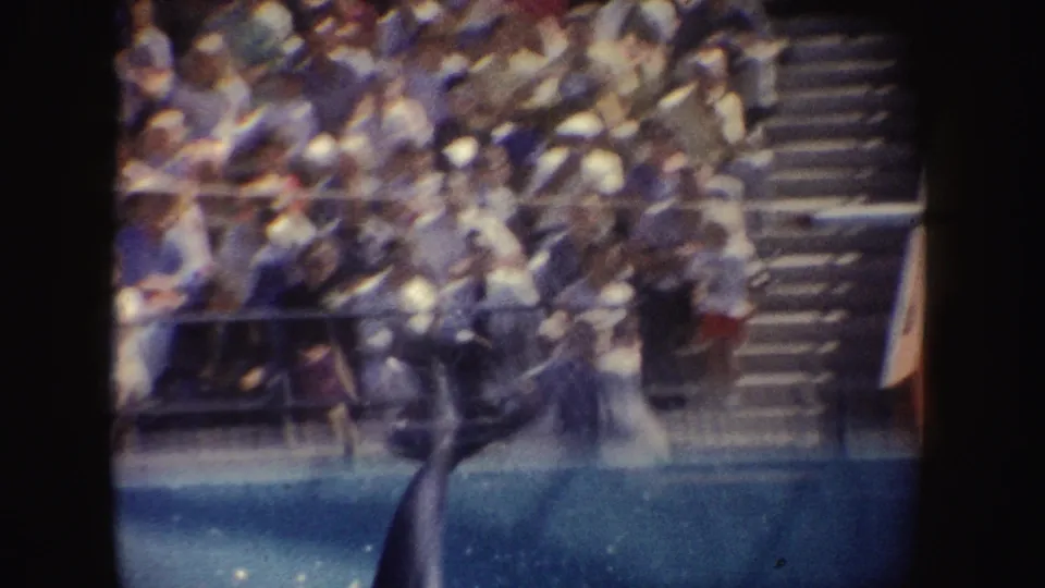 1962 California 8mm frame showing a dolphin or similar marine animal in a pool with spectators and steps in the background.