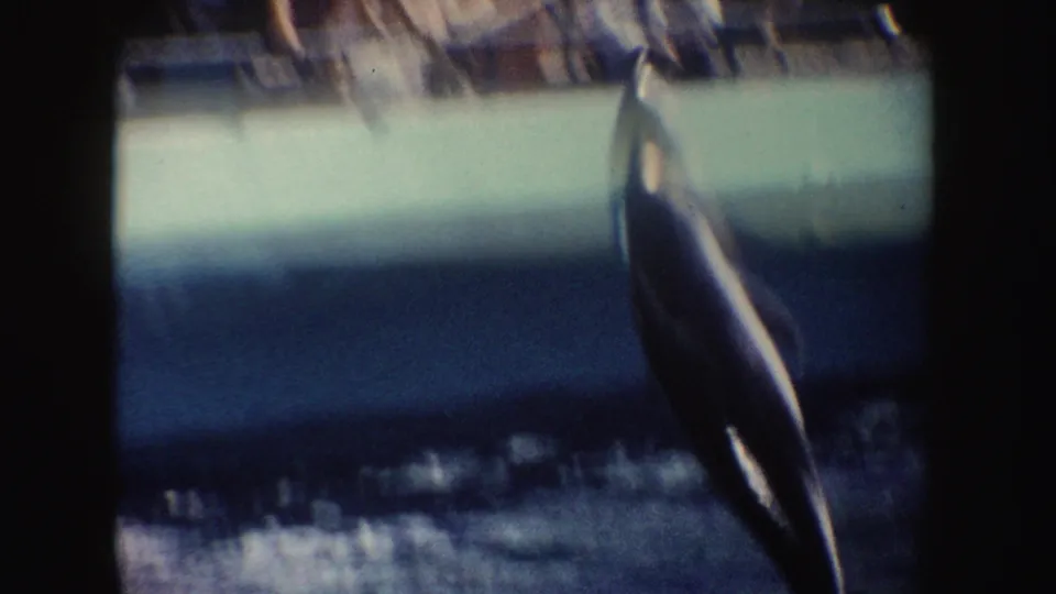 1962 California home-movie frame of a dark dolphin lifting out of the pool beside the pale wall.