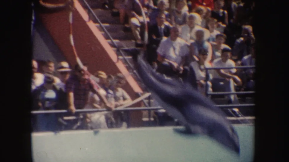 A trained dolphin arcs above the pool edge as a 1962 California crowd watches from nearby bleachers.