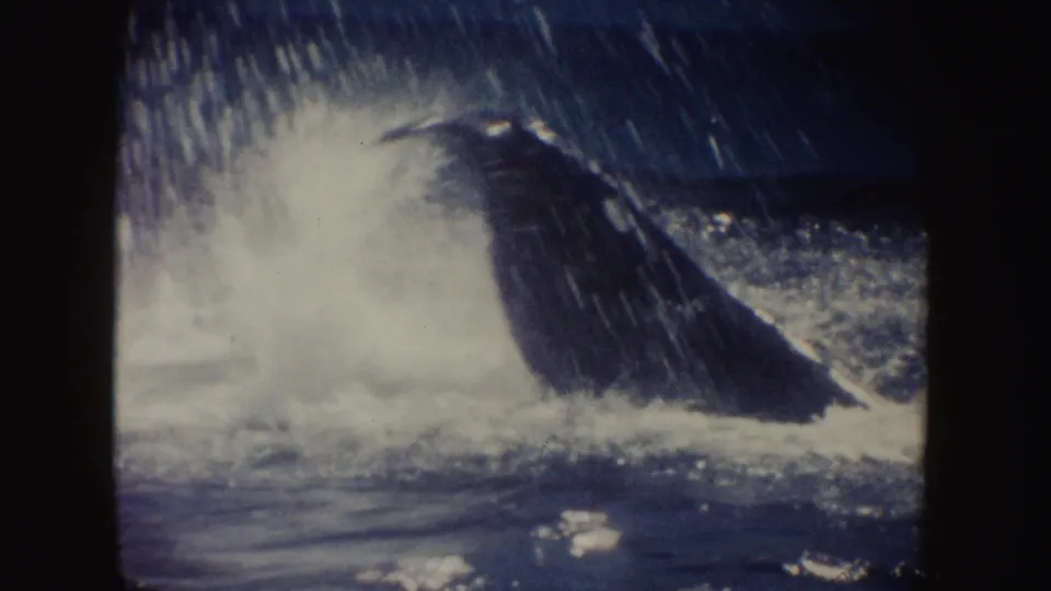 A whale breaches or surfaces in the ocean off California in the supplied 1962 8mm footage, with spray thrown across the blue water.