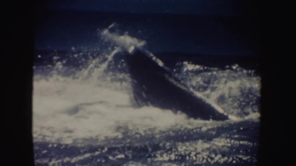 The whale remains partly visible in the 1962 California ocean footage, low among waves with white spray and dark blue water.