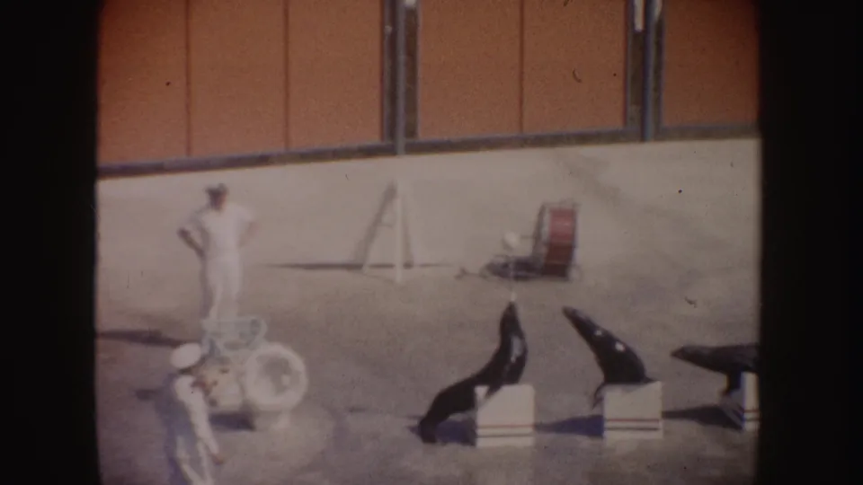 1962 California frame showing sea lions positioned on boxes, with trainers nearby and simple show props visible on a concrete stage.