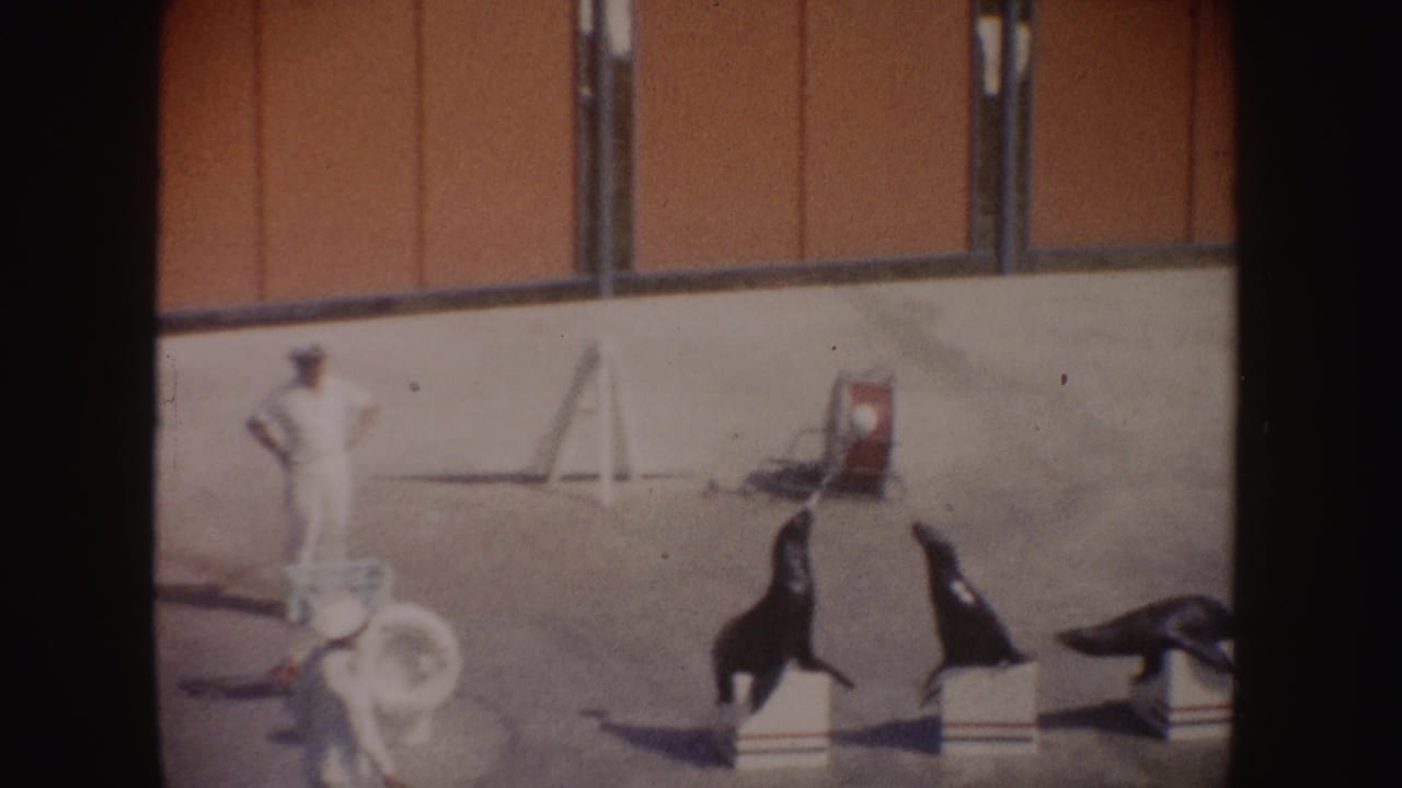 Two handlers in white stand near sea lions on low blocks in a sandy arena.