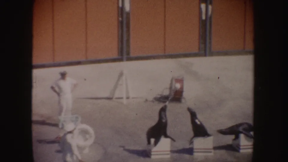 1962 California home-movie frame showing white-clad handlers near sea lions positioned on low blocks during an aquatic show routine.