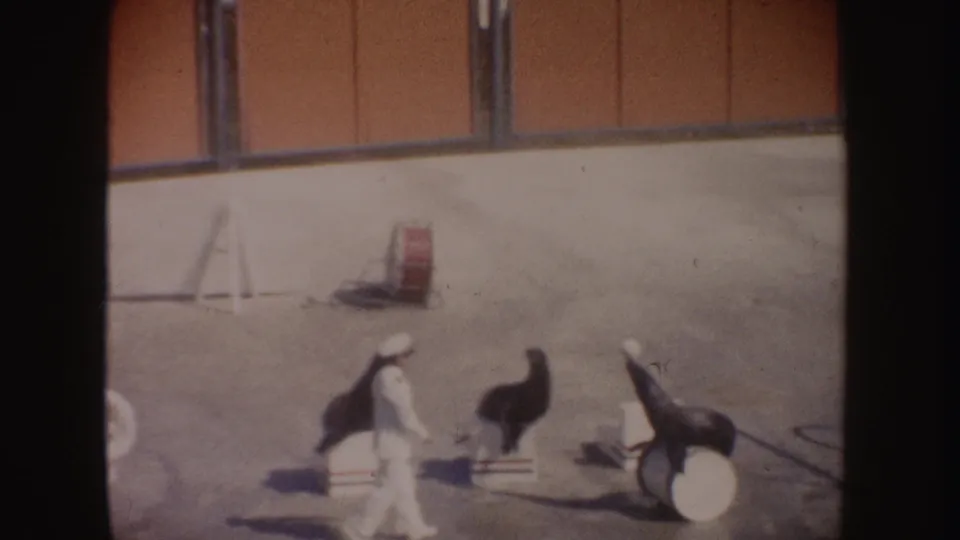 1962 California home-movie frame with a white-clad handler walking between sea lions and a drum-shaped prop in the sandy arena.