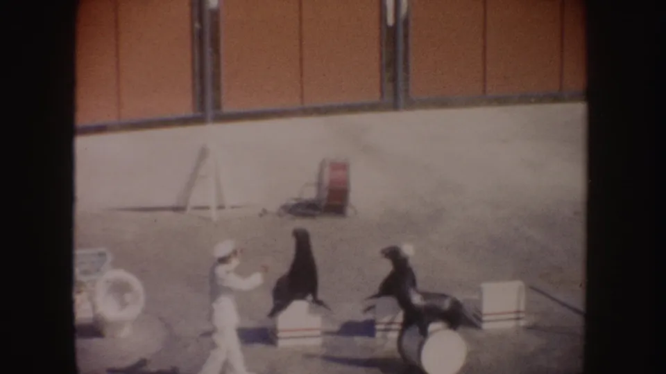 1962 California home-movie frame showing a handler gesturing to a sea lion as another animal waits beside a drum in the arena.