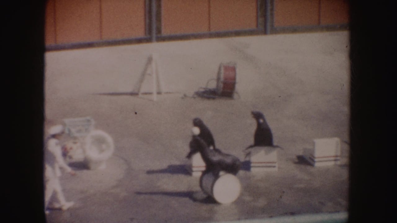 1962 California home-movie frame showing sea lions on barrels during an outdoor trainer performance with a white ball nearby.