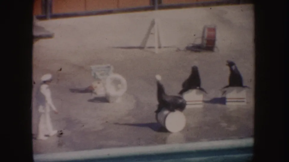 Outdoor 1962 California marine show frame with a sea lion balancing a white ball as the trainer moves across the platform.