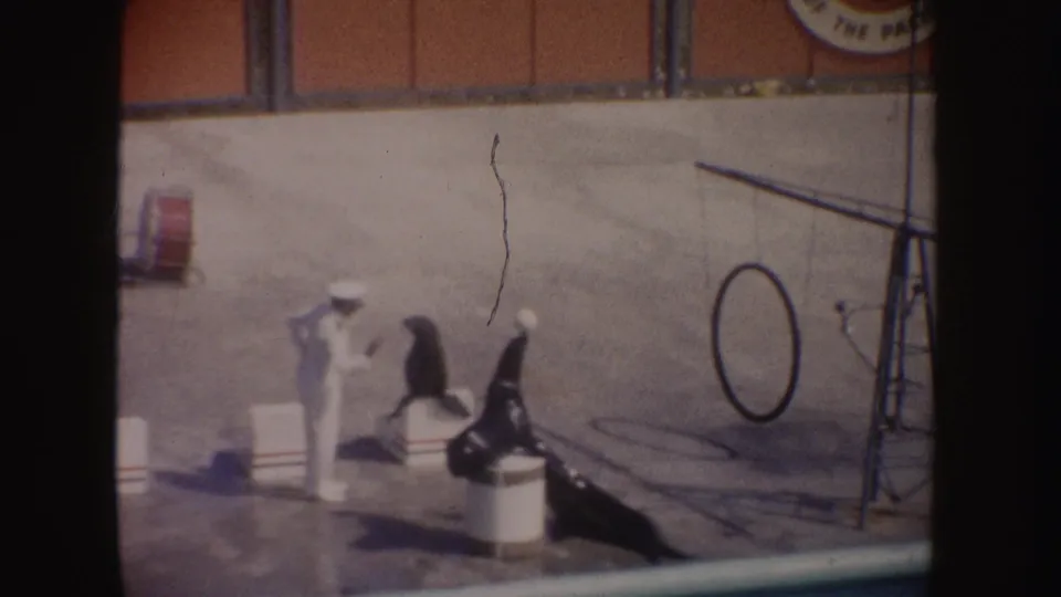 1962 California home-movie frame of a trainer directing two sea lions beside barrels and a hoop prop on a sunlit platform.