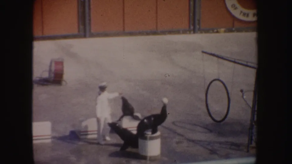 Final 1962 California marine-performance frame showing the trainer close to sea lions beside barrels and a hoop apparatus.