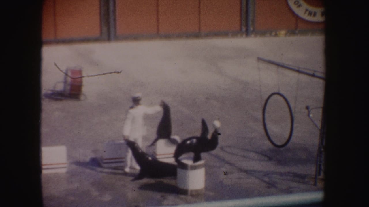 1962 California 8mm frame showing a white-uniformed trainer with seals on a poolside platform near a hoop prop and ball.