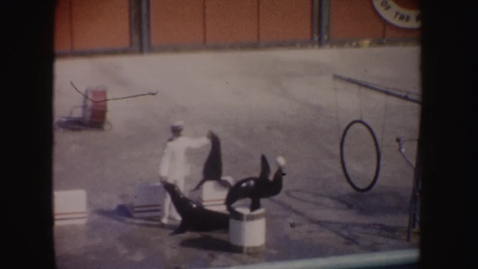 1962 California 8mm frame showing a white-uniformed trainer with seals on a poolside platform near a hoop prop and ball.