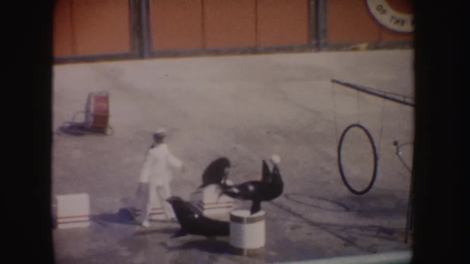 1962 California aquarium scene with a trainer watching one seal balance a ball as another seal sits on the concrete stage.