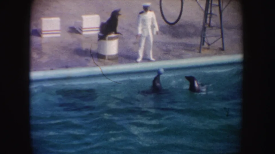 1962 California aquarium footage frame with a trainer, a seal on a barrel, and two seals swimming below the stage edge.