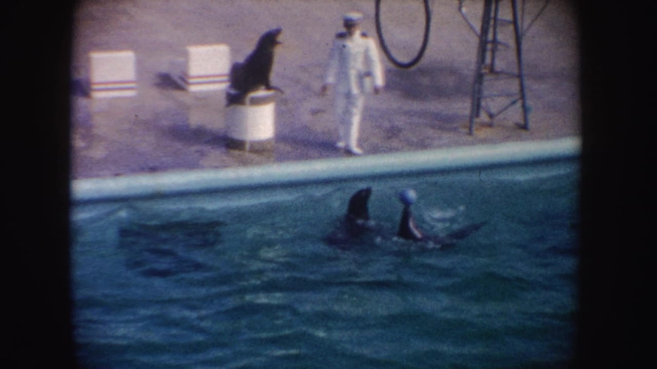 1962 California 8mm frame showing a white-uniformed trainer beside a pool while seals perform near a barrel, hoops, and a ball.
