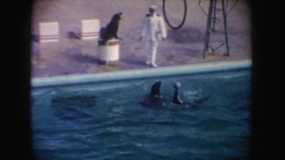 1962 California 8mm frame showing a white-uniformed trainer beside a pool while seals perform near a barrel, hoops, and a ball.