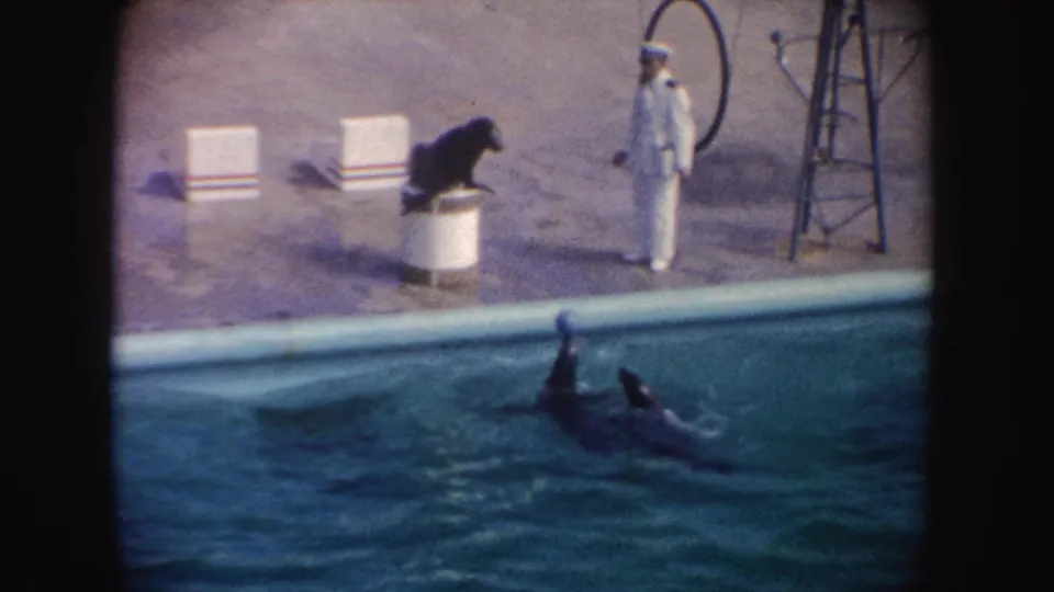 1962 California home-movie frame of seals passing or chasing a ball in a performance pool as the trainer observes from the deck.