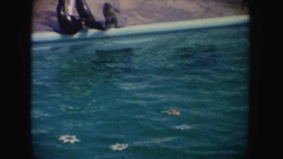 1962 California home-movie frame with seals near the pool edge and a small ball floating in blue-green water during the show.
