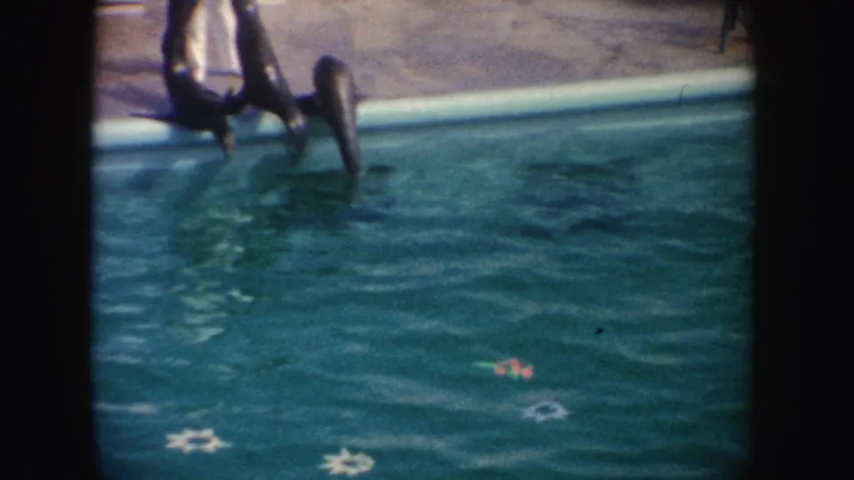 1962 California home-movie frame showing seals diving from a pool edge into turquoise water during a zoo performance.