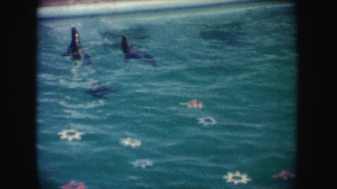 Several seals swim in a turquoise pool above decorative star-shaped markings.