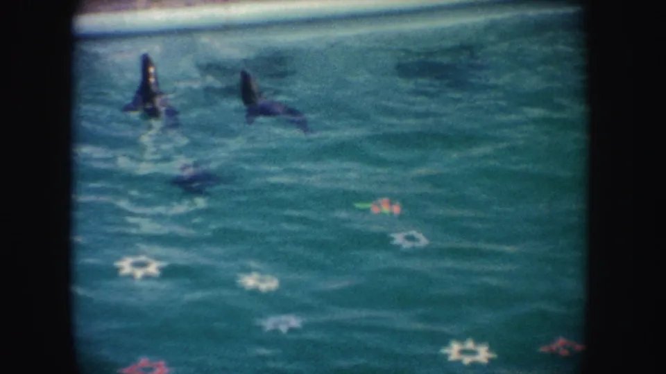 1962 California zoo performance frame with seals swimming through turquoise water over decorative pool shapes.