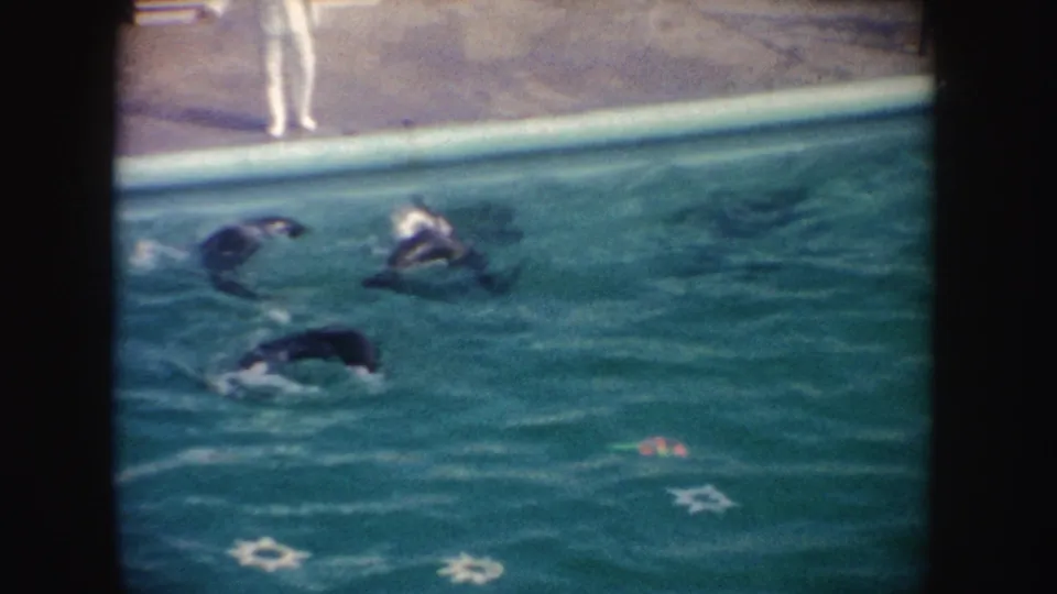 Home-movie frame from a 1962 California zoo show with seals surfacing near the pool edge under handheld framing.